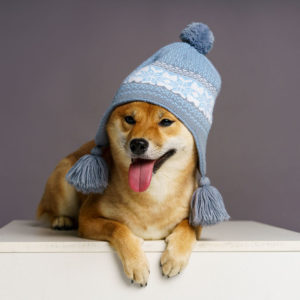 shiba inu dog wearing a knit beanie hat